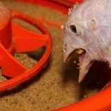 Krmne smjese za ćurke: sastav, karakteristike