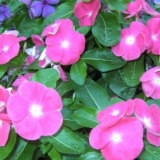 Sobni periwink: njega i uzgoj u saksijama, fotografija