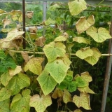 Kompleksno đubrivo za krastavce