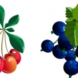 Kompot od ribizle (crvene, crne) i trešanja: recepti za zimnicu i z...