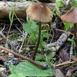 Konocybe velike glave: opis i fotografija