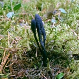 Cordyceps ophioglossoid: opis i fotografija