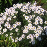 Korejske krizanteme: višegodišnje, zimsko otporne + fotografija