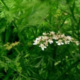 Korijander - šta je to