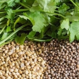 Korijander i cilantro - u čemu je razlika