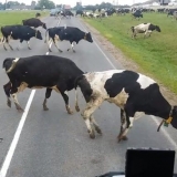 Krava hroma na prednju ili zadnju nogu: šta da se radi