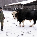 Krava jaroslavske pasmine: karakteristike, fotografije, recenzije