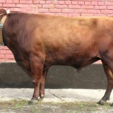 Crvena stepska krava: fotografija