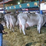 Pasmina krava schwyz: prednosti i nedostaci, fotografije, recenzije