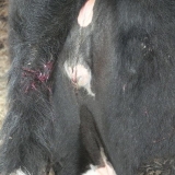 Krava je iskrvarila nakon oplodnje: zašto, šta da se radi