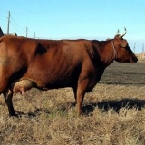 Krave pasmine krasnogorbatovskaya