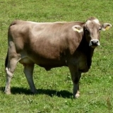 Kostromska rasa krava