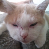 Mačku je ugrizla pčela u nos + fotografija