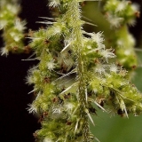 Kopriva: fotografija i opis, karakteristike