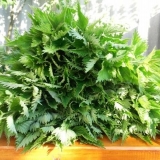 Kopriva kao đubrivo za krastavce