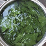 Kopriva: korisna svojstva i kontraindikacije, recepti za dekocije, infuzije