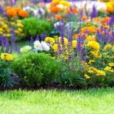 Prekrasne trajnice koje cvjetaju cijelo ljeto