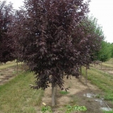 Crvena ptičja trešnja: fotografija i opis