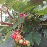 Crvena i crna ribizla u vlastitom soku