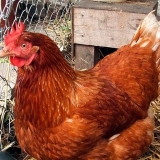 Crvena kubanska rasa pilića