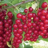 Hrskava crvena ribizla: opis, sadnja i njega