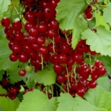 Crvena ribizla blistava: opis, sadnja i njega