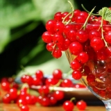 Crvena ribizla za zimu: jednostavni recepti kod kuće