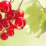 Crvena ribizla: korisna svojstva i kontraindikacije