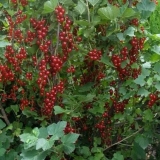 Crveni ribiz rondom (rondom): opis, sadnja i njega