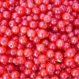 Crvena ribizla: zamrzavanje za zimu