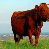 Crvena stepska rasa krava