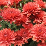Crvene krizanteme: fotografija, opis i sorte