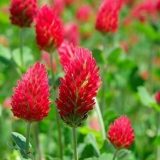 Crvena djetelina: opis, svojstva i primjena