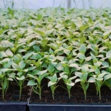 Robustan za sadnice: recenzije + upute