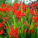 Crocosmia (montbrecia) višegodišnja: sadnja i njega, fotografija cvijeća