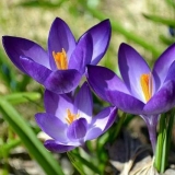 Krokusi: sadnja i njega na otvorenom polju