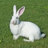 Bijeli div zec: opis pasmine, karakteristike + fotografija