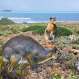Flandrski zečevi: uzgoj i držanje kod kuće