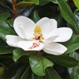 Velikocvjetna magnolija grandiflora (grandiflora): fotografija, opis, recenzije, otpornost na mraz