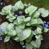 Velikolisni brunner ogledalo (ogledalo): fotografija, opis, sadnja ...