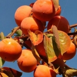 Djevičanski dragun s velikim plodovima: opis sorte, fotografija, uzgoj, recenzije