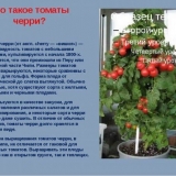 Goveđi paradajz sa velikim plodovima: šta je to i sa čime se jedu