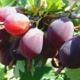 Datum ogrozda: opis sorte, fotografija