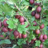 Kooperator ogrozda: karakteristike i opis sorte