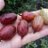 Ogrozda xenia (xenia): recenzije, sadnja i njega, uzgoj