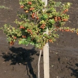 Ogrozda na deblu: fotografije, recenzije, pravila uzgoja