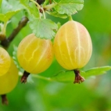 Ruski žuti ogrozd