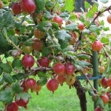 Gooseberry shershnevsky: recenzije, sadnja i njega