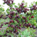 Ogrozda bez bodlje (bez bodlje): opis i karakteristike sorte