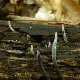 Xylaria dugonoga: opis i fotografija